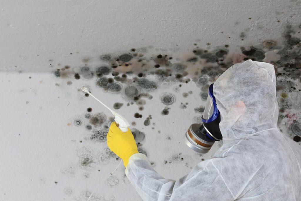 Mold Removal in Maine: Protecting Homes and Health